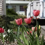 Hotel Domizil Drážďany